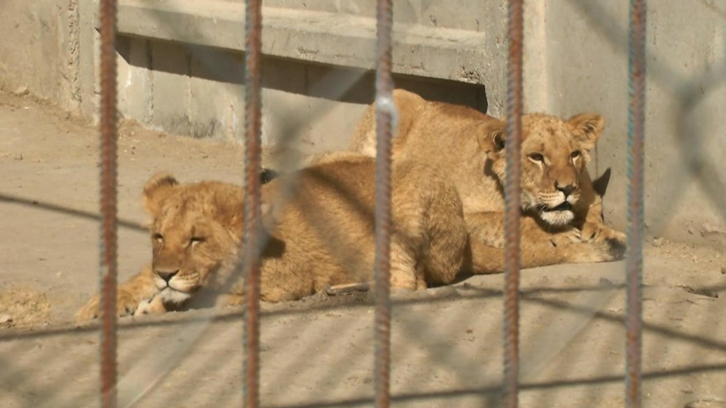 У Хмельницькому два леви втекли з реабілітаційного центру