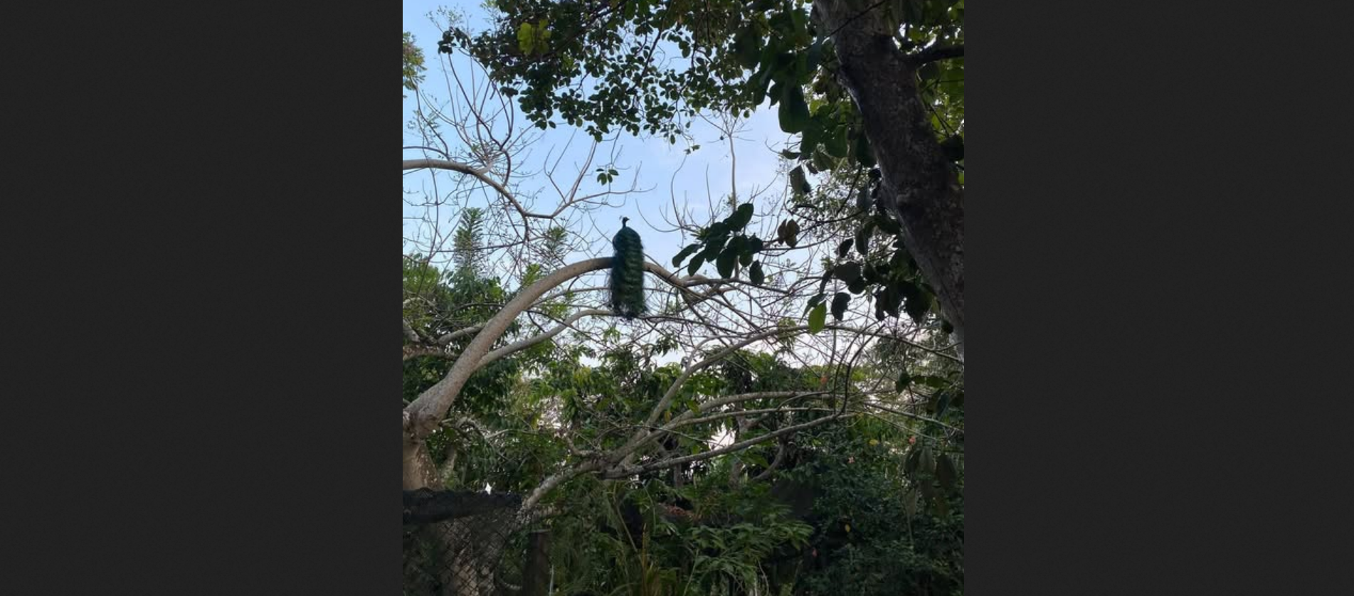 Старі дерева «попереджають» молоді про небезпеку