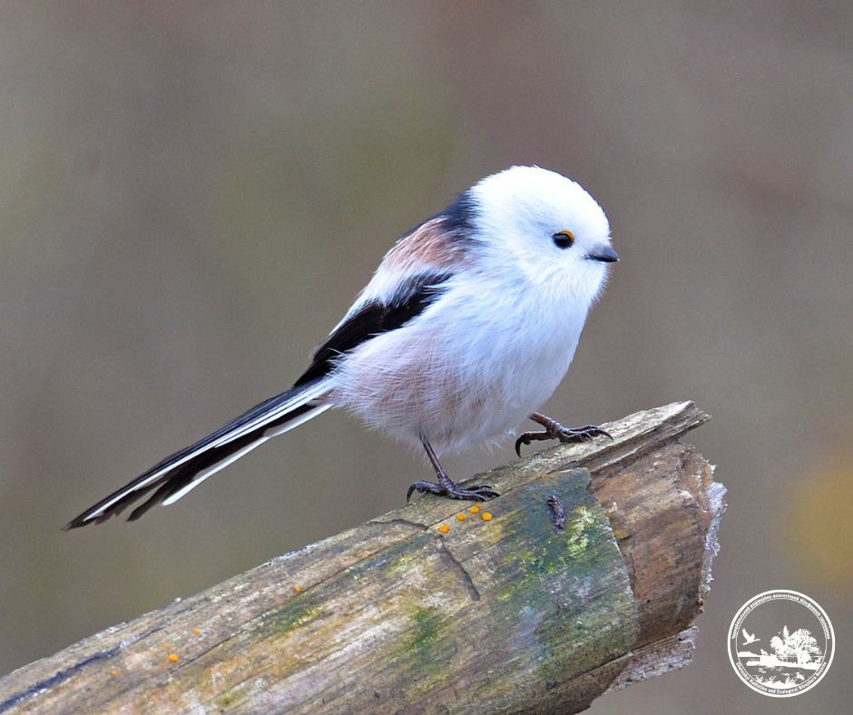 У Чорнобильській зоні помічено незвичайного птаха