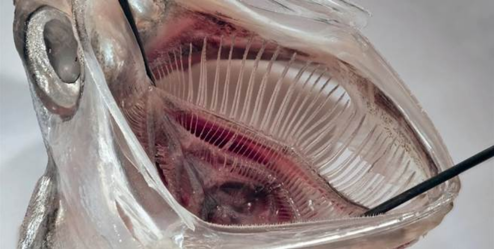 Найкращий спосіб видалення мікропластику мають сардини.