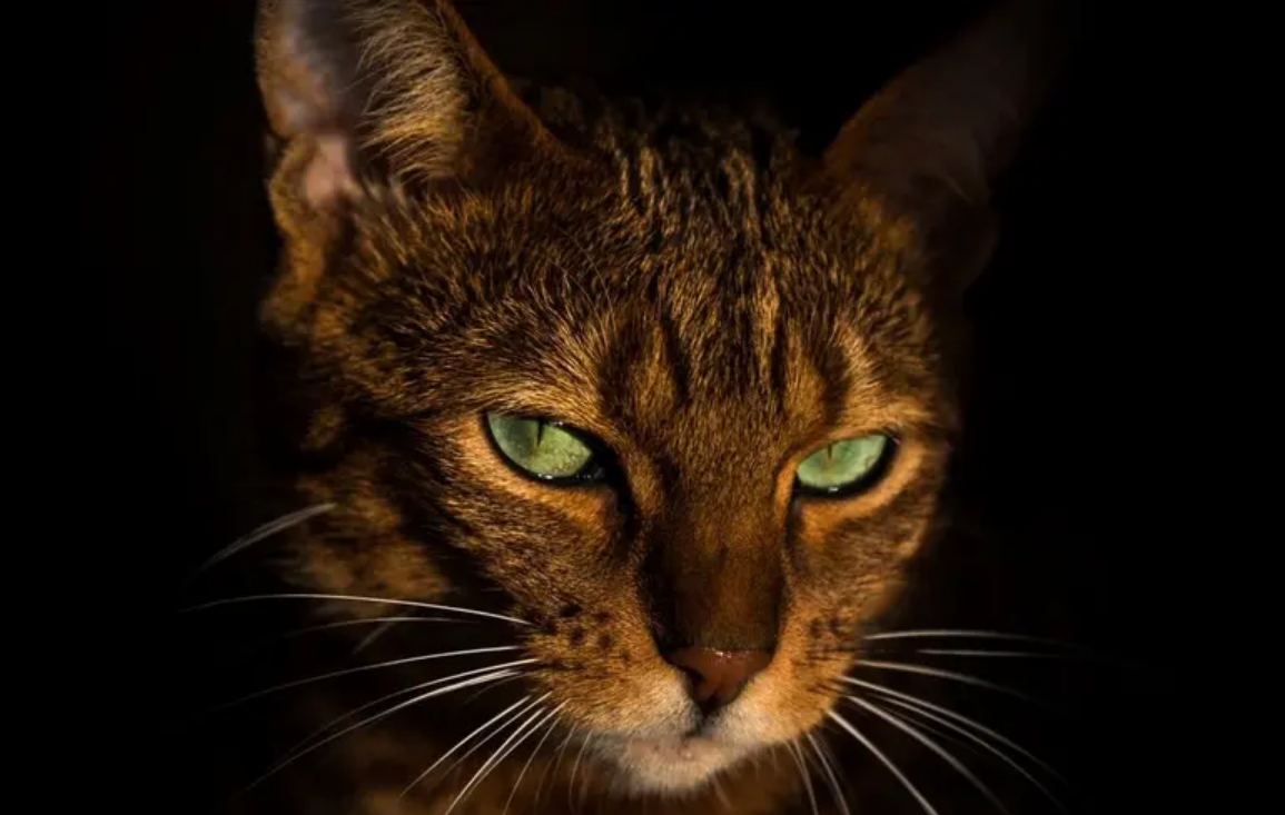 Коти, які жили в поселеннях стародавнього Китаю, виявилися зовсім іншим видом