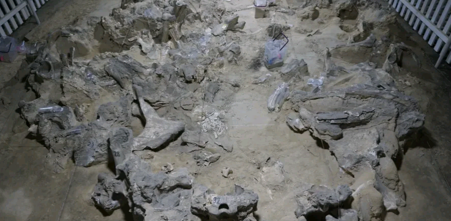 Пережили не одну зиму: предки українців будували житла з кісток мамонтів 18 000 років тому