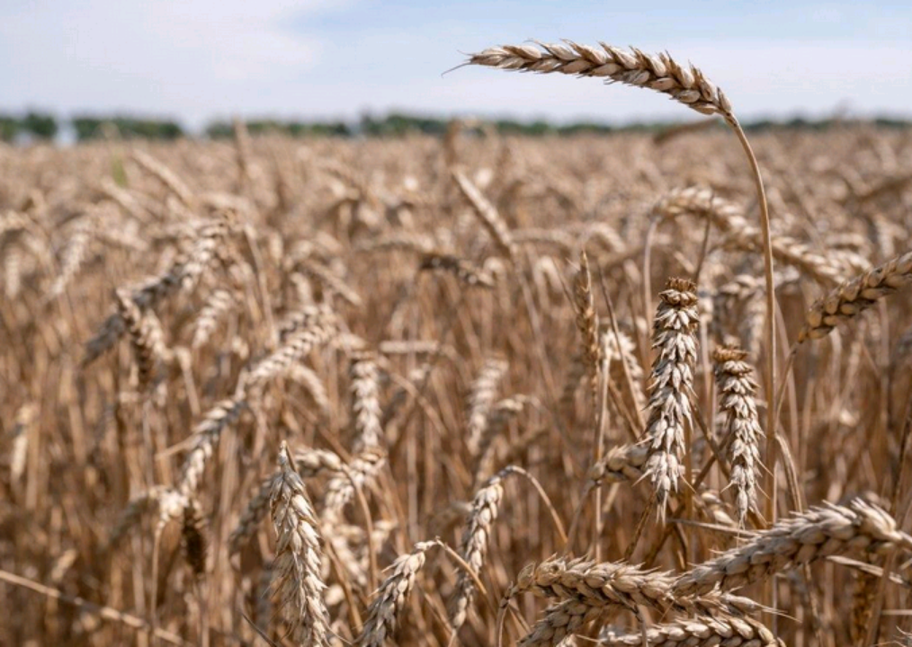 Друге місце серед виробників зерна в ЄС: Україна завершила збір врожаю у 2025 році