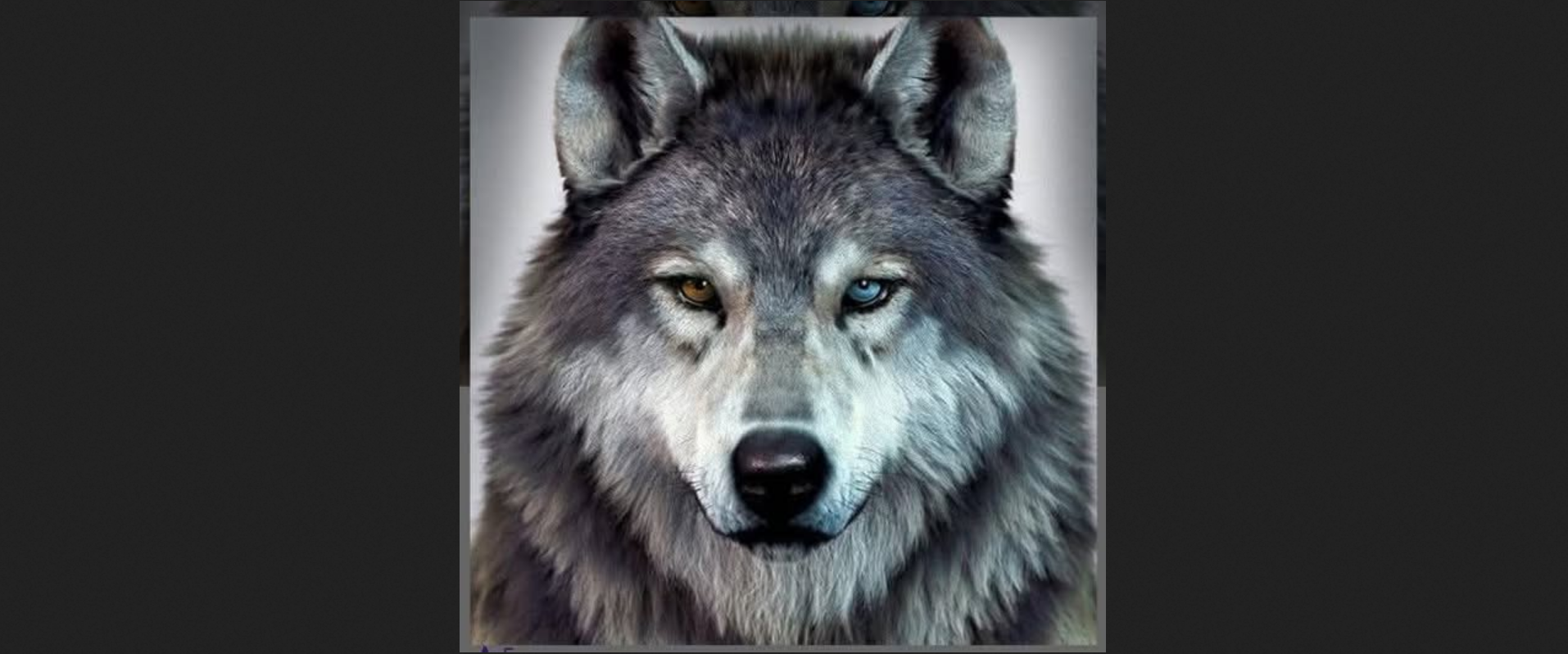 2026 — рік Лютого Вовка: справжній символ за Оріянським колодаром