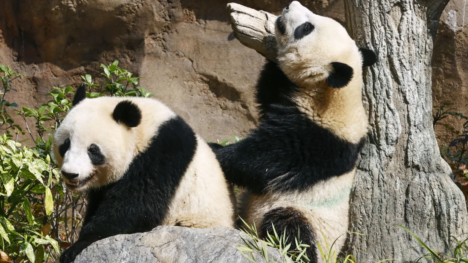 Японія вперше за 50 років залишиться без панд: усе через погіршення відносин з Китаєм