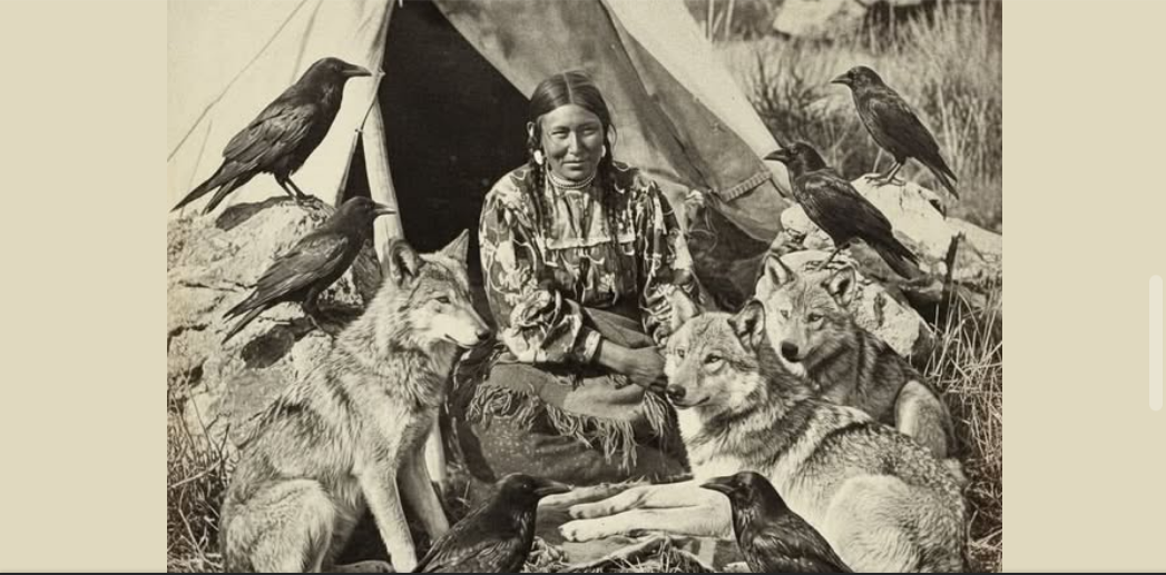 Ворони і вовки: союз виживання