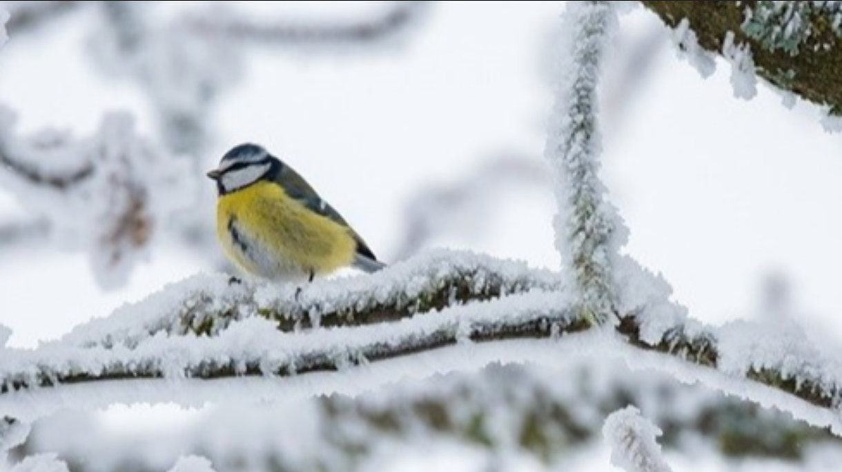 Прогноз погоди на тиждень 9 лютого – 15 лютого 2026 року