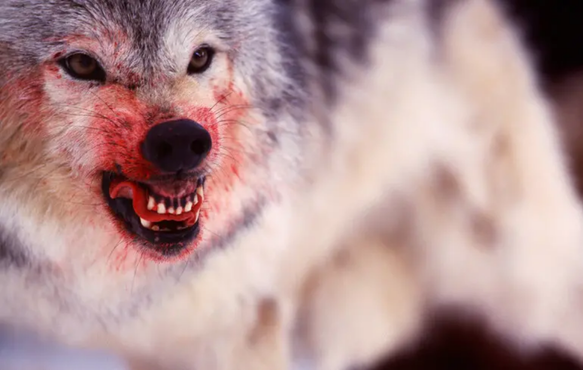 Нова загроза для фермерів та фауни