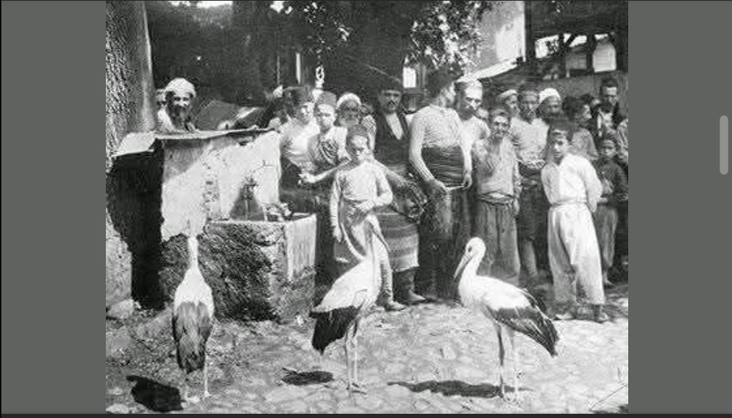 Як в Османській імперії захищали тварин