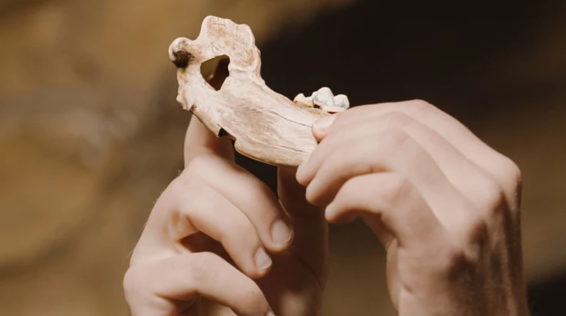 Зв’язок між собаками та людьми виник 15 тисяч років тому