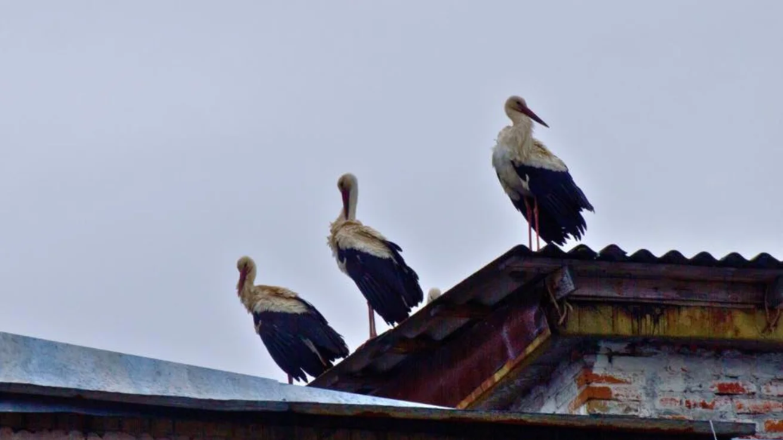 До Чорнобиля вперше за 20 років повернулися білі лелеки