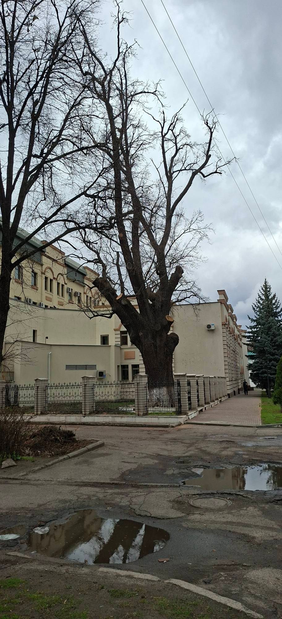 Екоцид у центрі Полтави_2