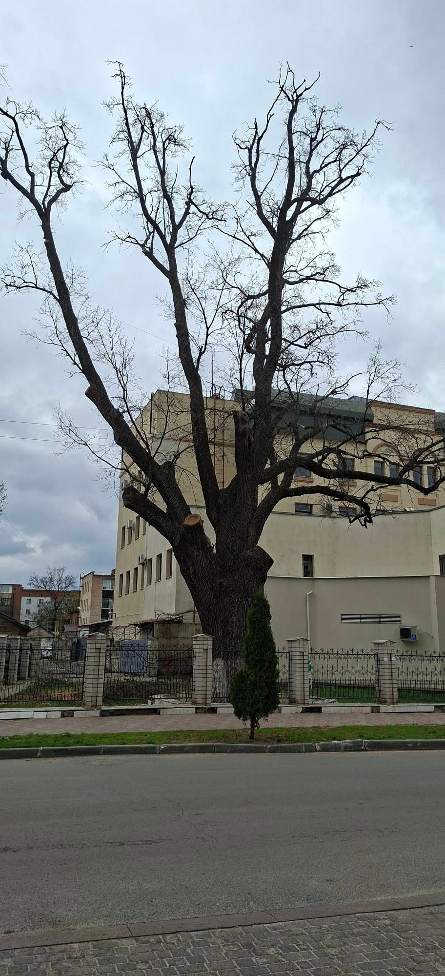 Екоцид у центрі Полтави_3