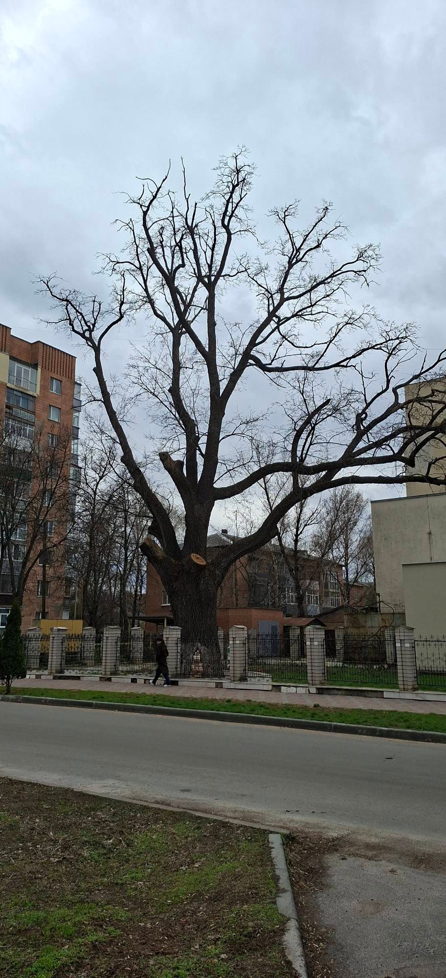 Екоцид у центрі Полтави_6