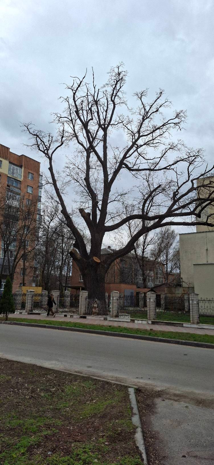 Екоцид у центрі Полтави_7