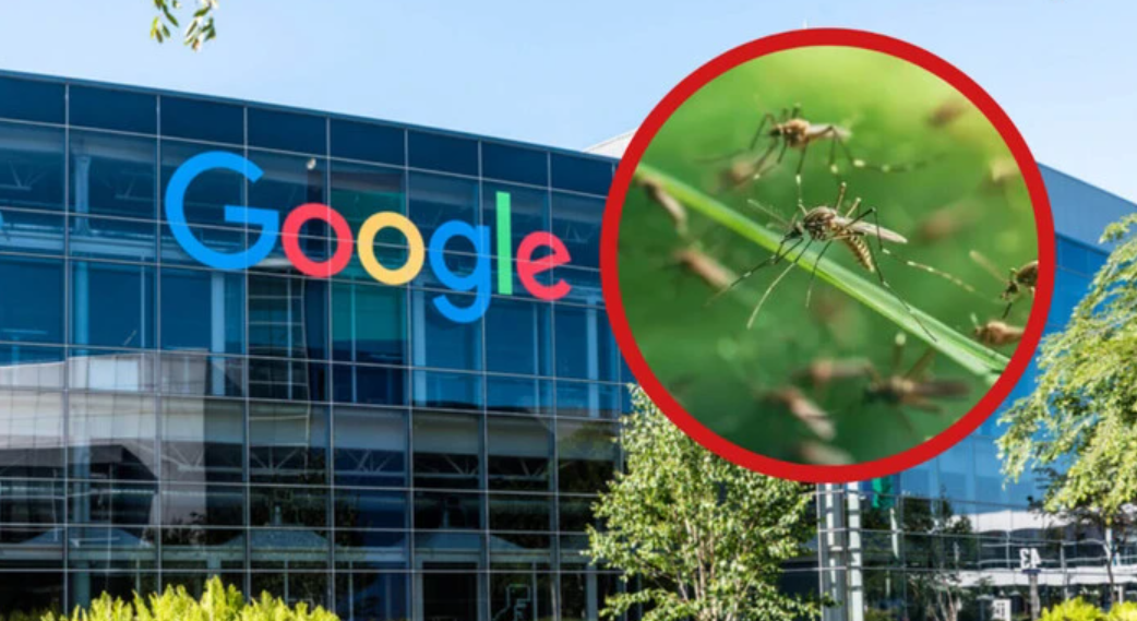 Компанія Google планує випустити у США 32 млн заражених комарів: деталі