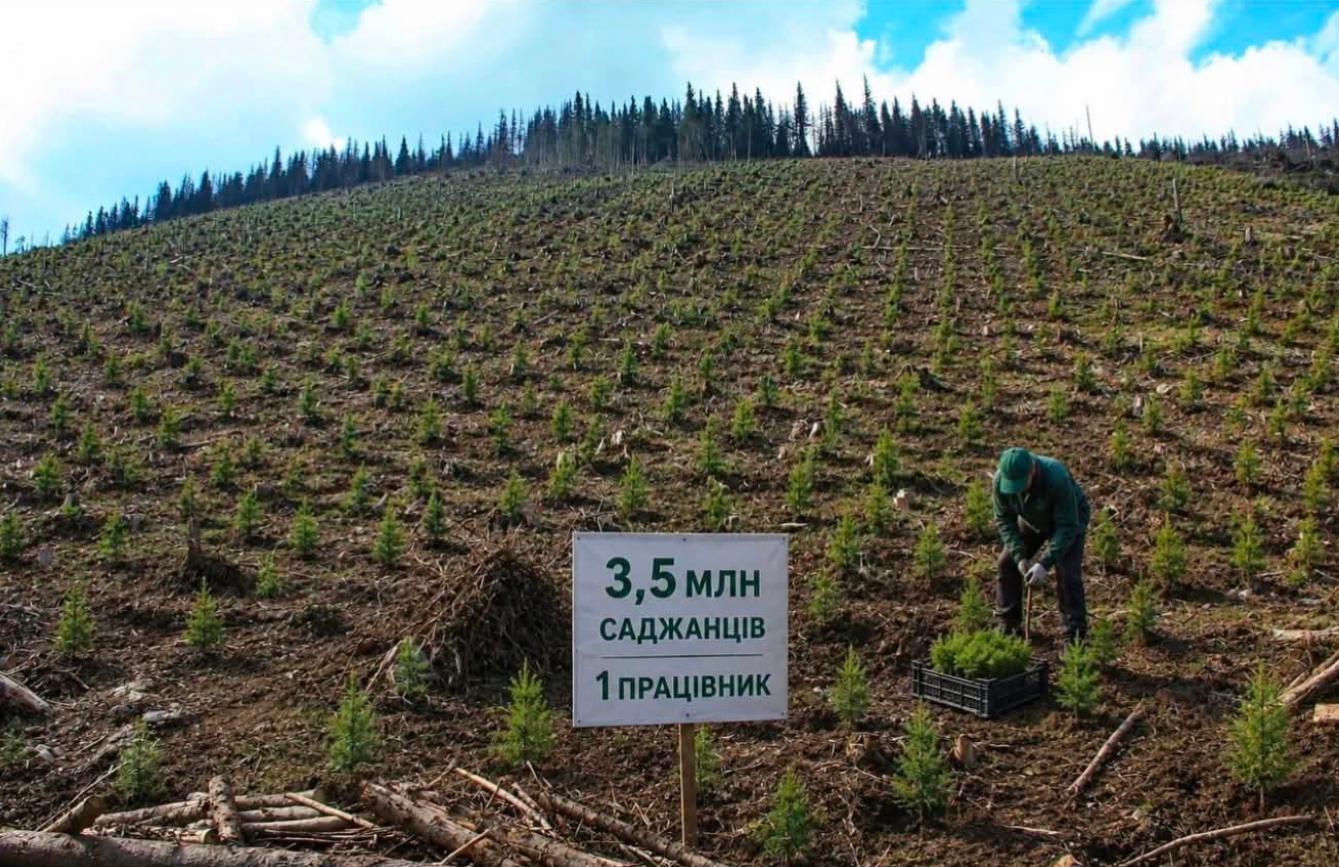 Дерева самі себе посадили....